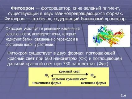 Фитохром