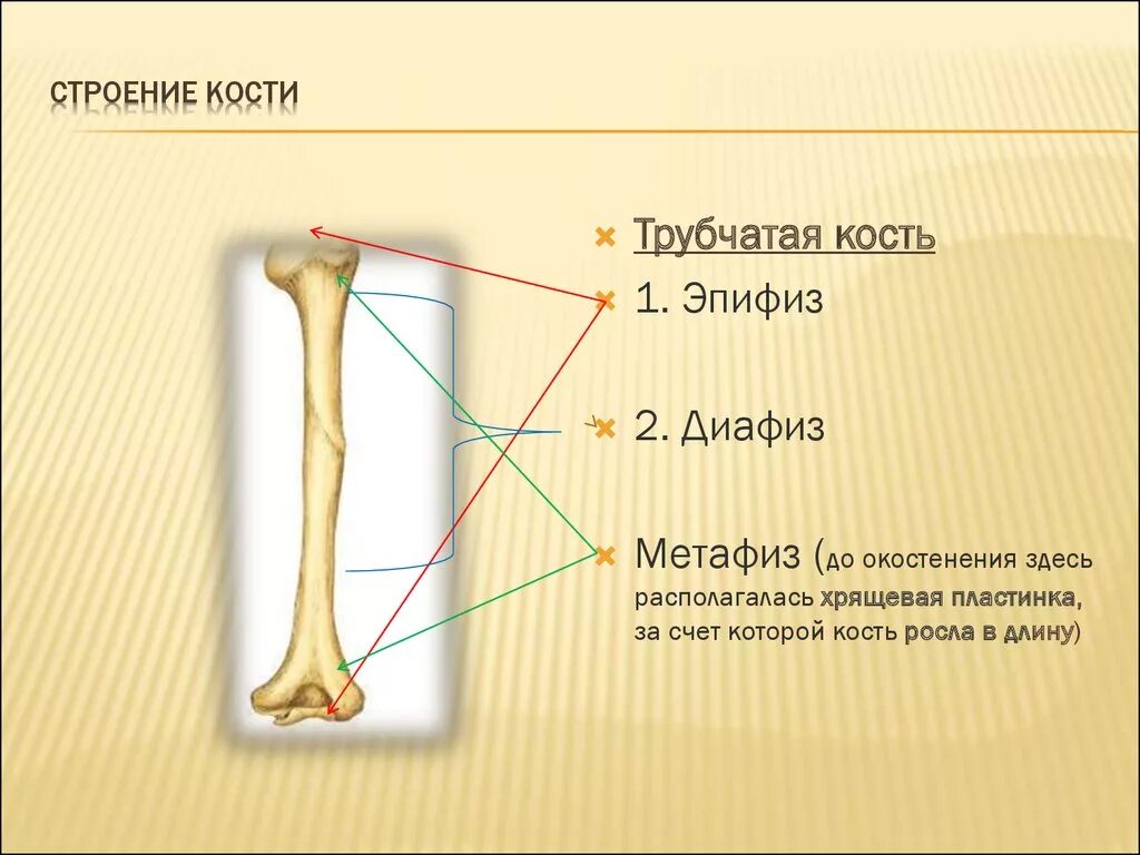 За счет чего растет кость. Строение кости диафиз. Трубчатая кость строение анатомия. Эпифиз это в анатомии кости. Кость строение эпифиз диафиз.