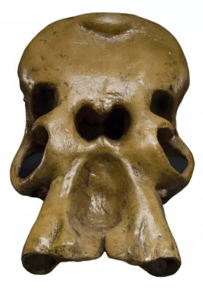 Слоновый череп. Череп карликового слона Циклоп.