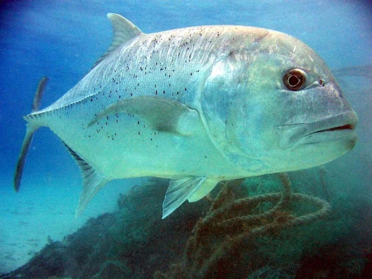 Большая рыба название. Giant trevally рыба. бриллиантовый каранкс. атлантический каранкс. желтоперый каранкс.