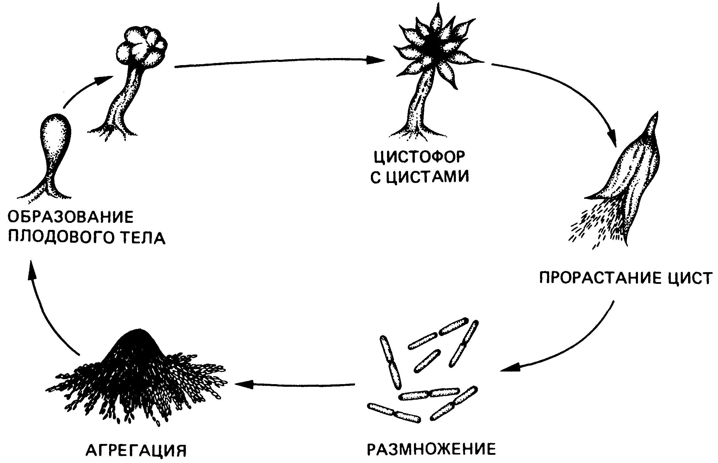 Миксобактерии плодовые тела. Цикл миксобактерий. Жизненный цикл бактерий. Цикл развития бактерий.