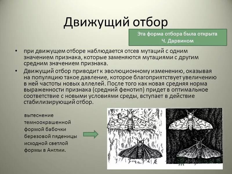 Галина Гордеева Естественный Отбор - Name-scan.ru
