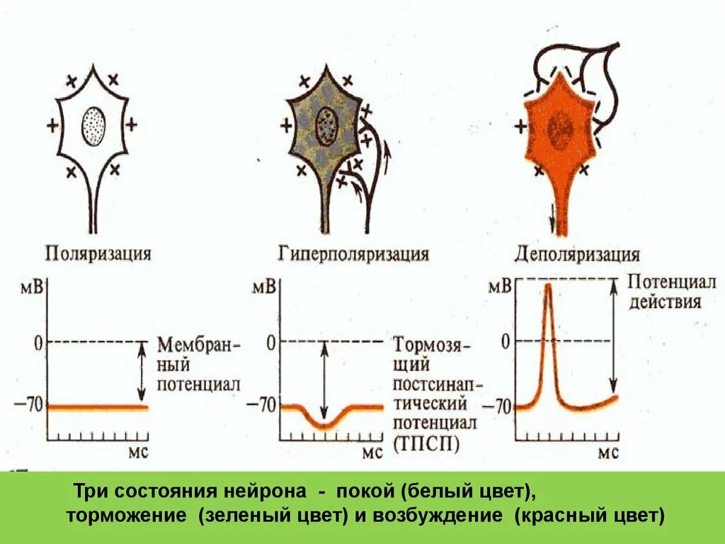 Гиперполяризация мембраны нервной клетки. Гиперполяризация мембраны это в физиологии. Нейрон физиология. Состояния нейрона. Деполяризация мембраны клетки