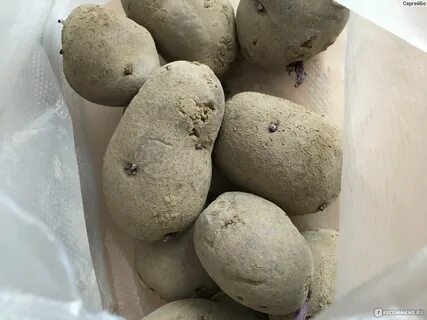 Картофель закировские хуторки