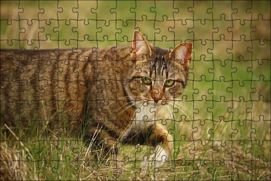 Кот табби макрель. Кот табби макрель. Коричневый полосатый кот. Камышовый кот полосатый. Коричневая полосатая кошка.