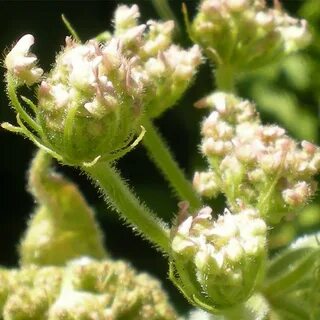 Age plant