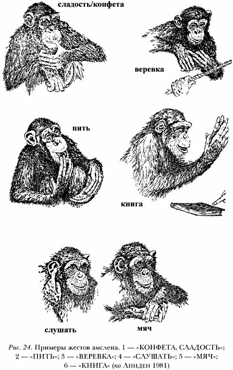 Человекообразные обезьяны. Выражение эмоций у человека и животных. Обезьяна подражает человеку. Язык животных и человека. Шимпанзе задумался.