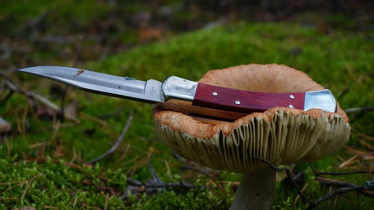 Нож для похода. Нож для похода в лес. Ножичек для похода за грибами. Ножи для походов в лесных дебрях. Ножевой видео