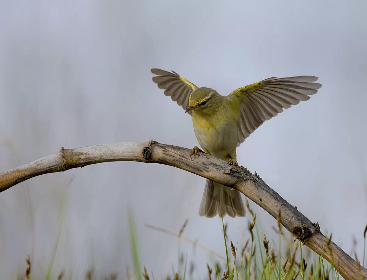 Зеленая пеночка. Птицы весной. Birds in russia