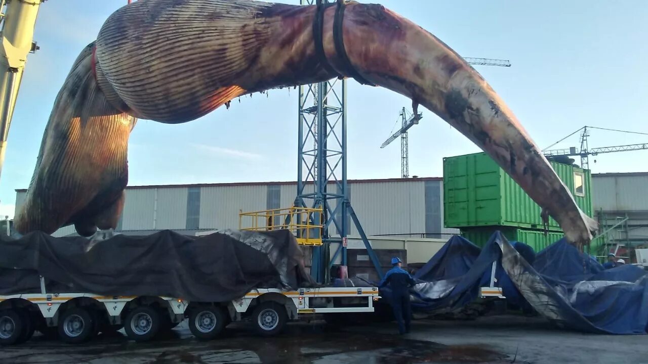 Вес кита кашалота. Огромный кит. Самый гигантский кит. Гигантский синий кит.