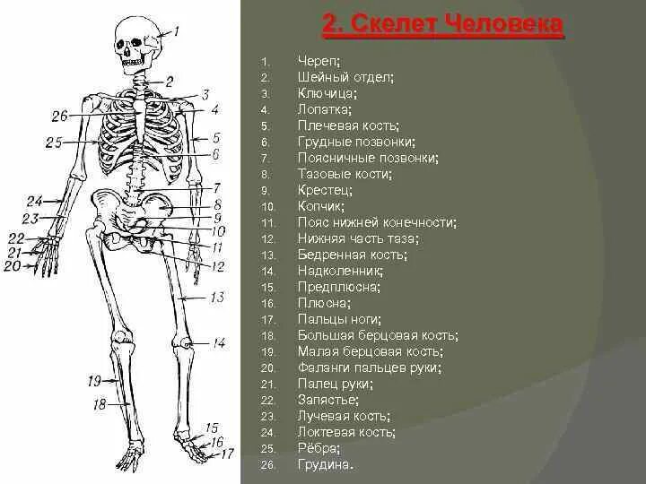 Кости скелета с названиями костей. Анатомия опорно двигательная система скелет. Человеческий скелет название костей. Назовите отделы и основные кости скелета. Самая крупная кость скелета