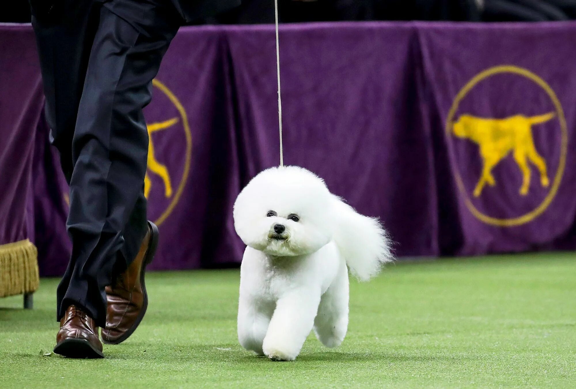 Бишон фризе питомник. Westminster Dog show. Westminster Dog show winner. Westminster Dog show 2023 who won. Westminster Dog show best in Group.