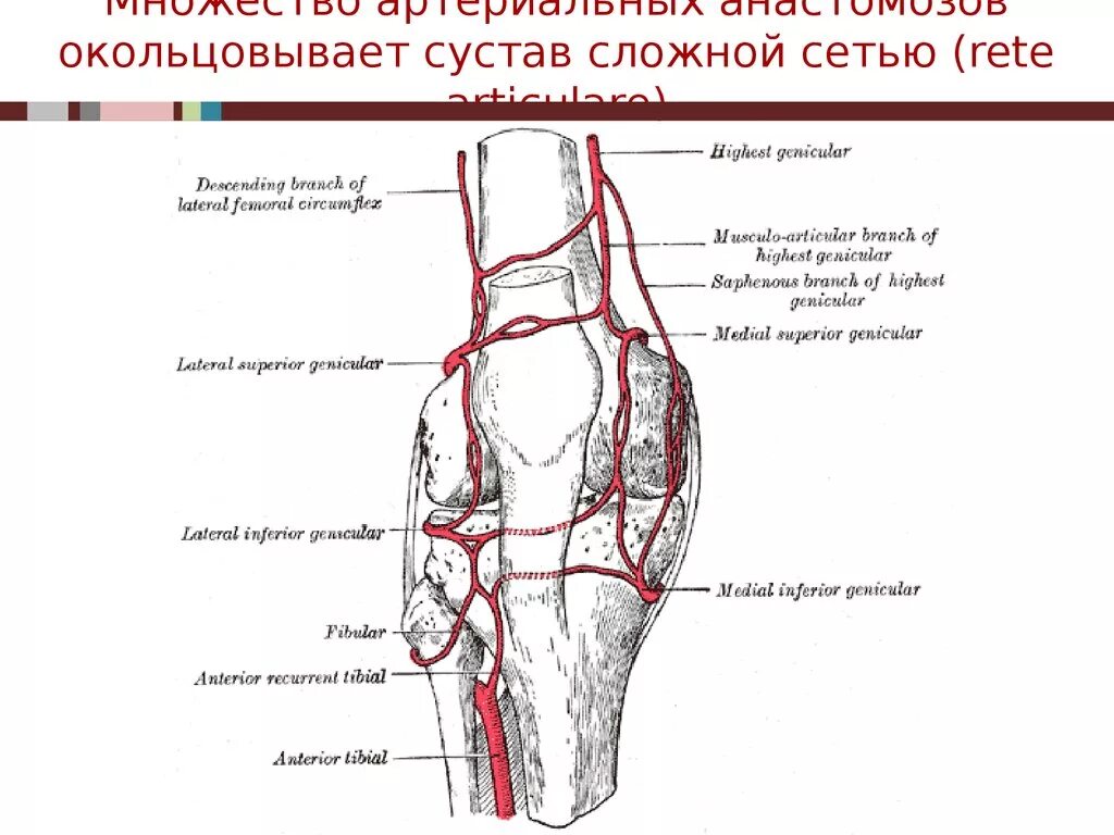 Кровоснабжение коленного сустава анатомия. Кровоснабжение коленного сустава схема. Локтевой анастомоз схема. Коленный сустав анатомия ровосабжи. Сосуды коленного сустава