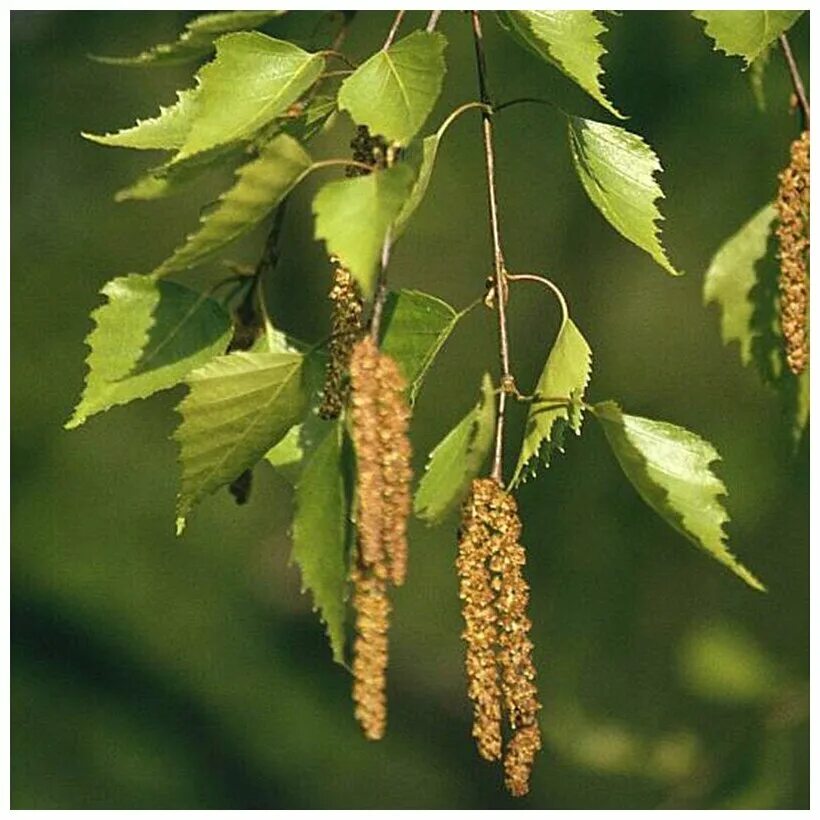 плоды березы. плоды березы. плоды березы. берёзовые бруньки весной. плод березы повислой.