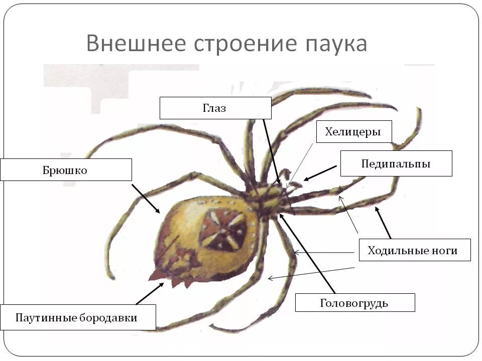 Внешнее строение паука крестовика. Строение паука крестовика 7 класс биология. Внешнее строение паука крестовика рисунок. Паук крестовик строение рисунок.