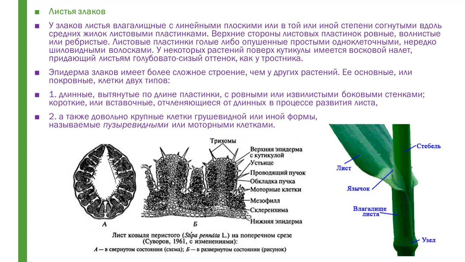 Стебель лист злаковых. Строение стебля злаковых растений. поперечный срез листа злаковых. поперечный срез стебля злакового растения. строение стебля и листа злаков.