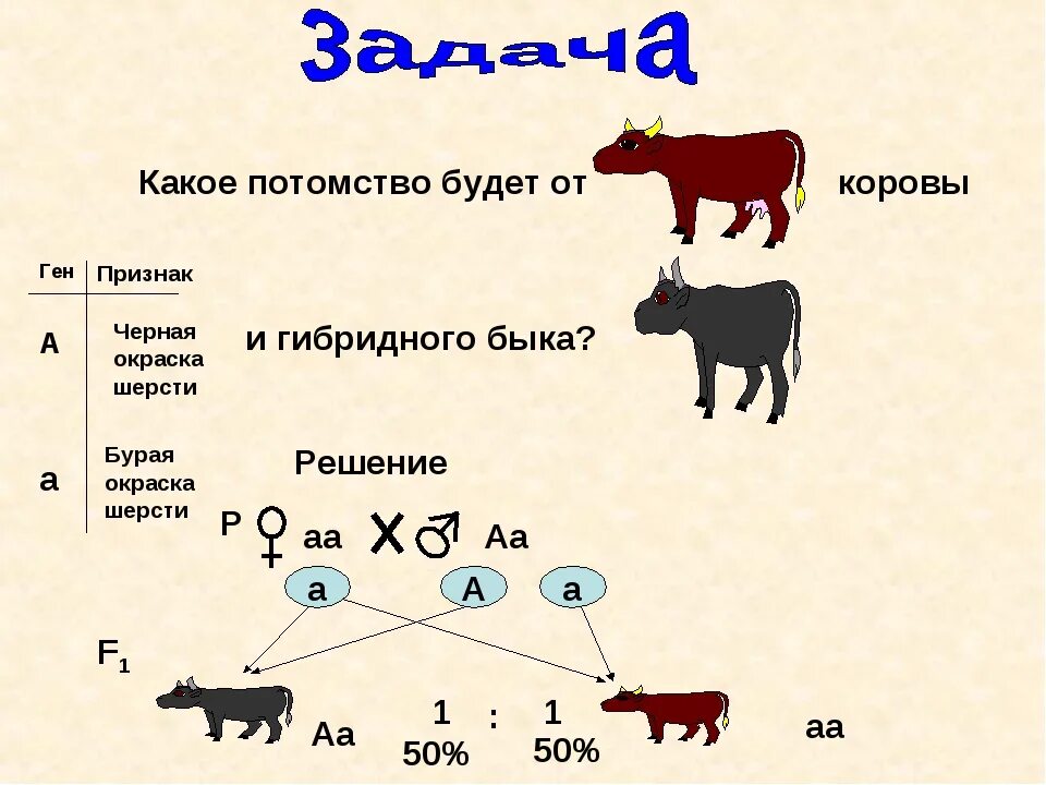 Скрещивание коров. Генетика животных. Наследование окраски у коров. Схема приплода коровы.