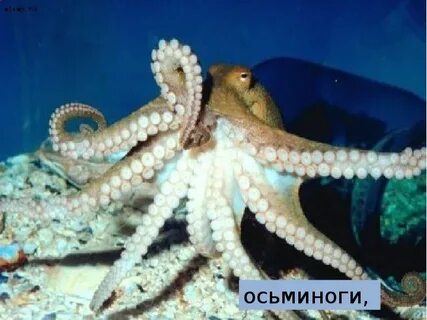 Осьминог 3 класс