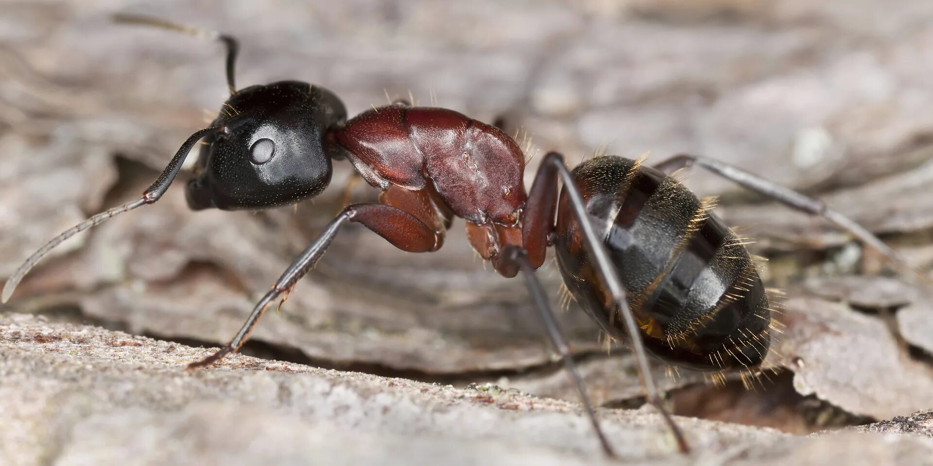 Скорость муравья м мин. Camponotus herculeanus. Осы древоточцы. Муравей-древоточец пенсильванский. Строение муравья.
