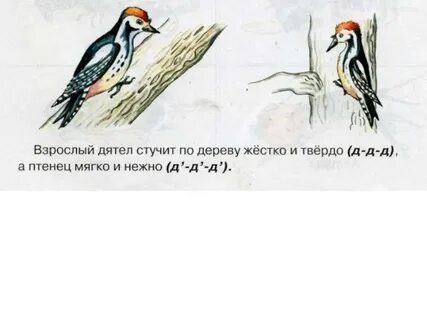 Дятел стучит