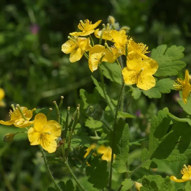 Чистотел трава. Chelidonium majus. Chelidonium. Хелидониум (чистотел).. Трава чистотела ГФ. Чистотел стоит