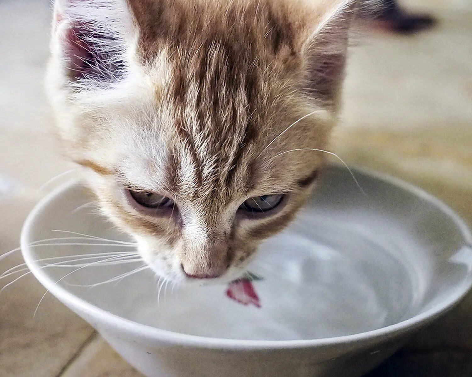 Миски для котят. Кот лакает молоко. Кошка пьет из миски. Котик в миске с молоком.