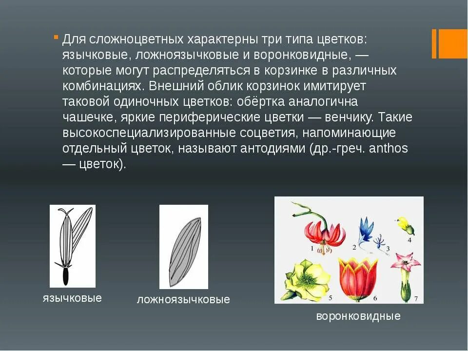 Укажите жизненную форму большинства сложноцветных. Язычковые и ложноязычковые цветки. Сложноцветные ложноязычковые. Формула цветка сложноцветных ложноязычковые. Сложноцветные воронковидные.