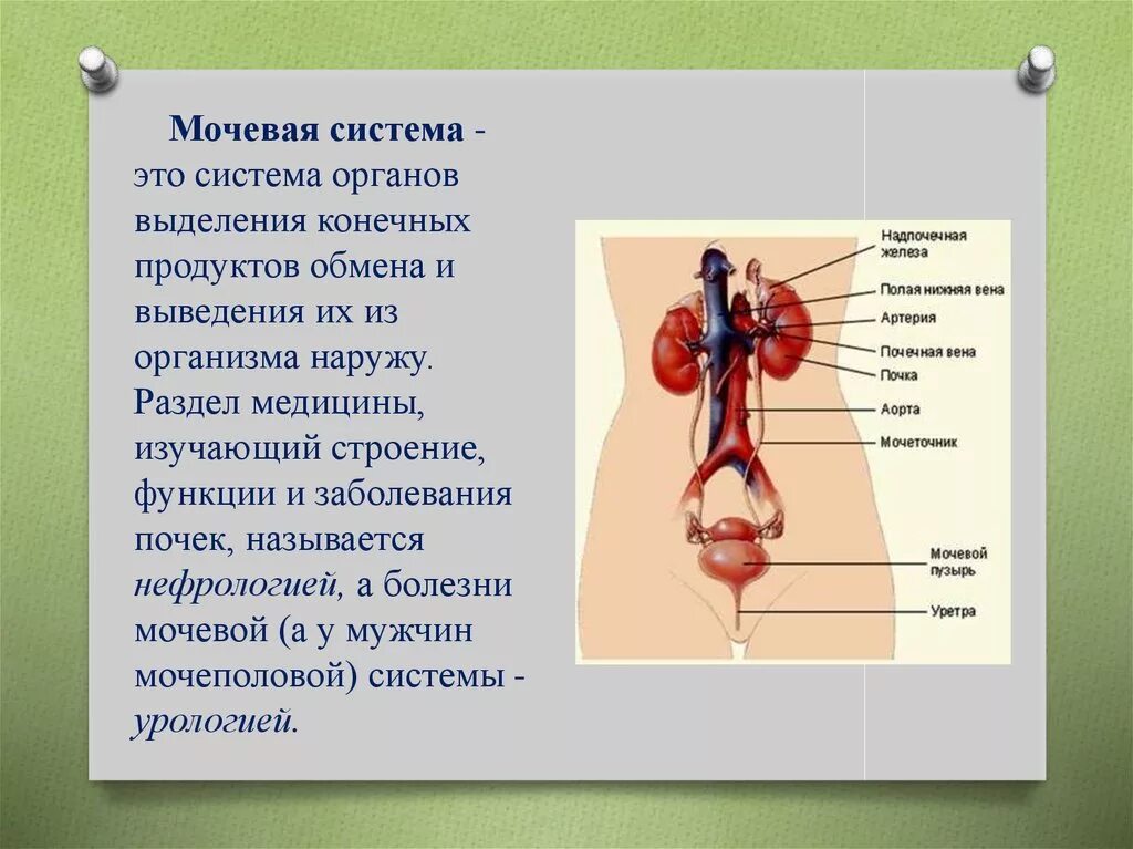 Органы входящие в выделительную систему человека