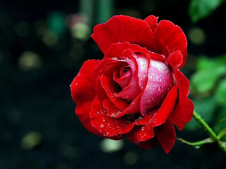 Красивые розы. Цветы на ватсап красивые. The best roses. Красивый букет роз. The best roses.