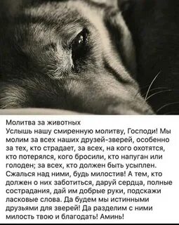 Больной зверек не отбивался а только жалобно