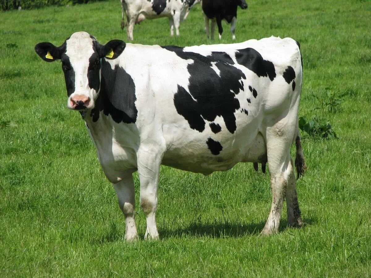 Гольштейн порода коров. Голштинская молочная порода коров. Голштинская черно пестрая бык. Голштины порода коров. Голштины.