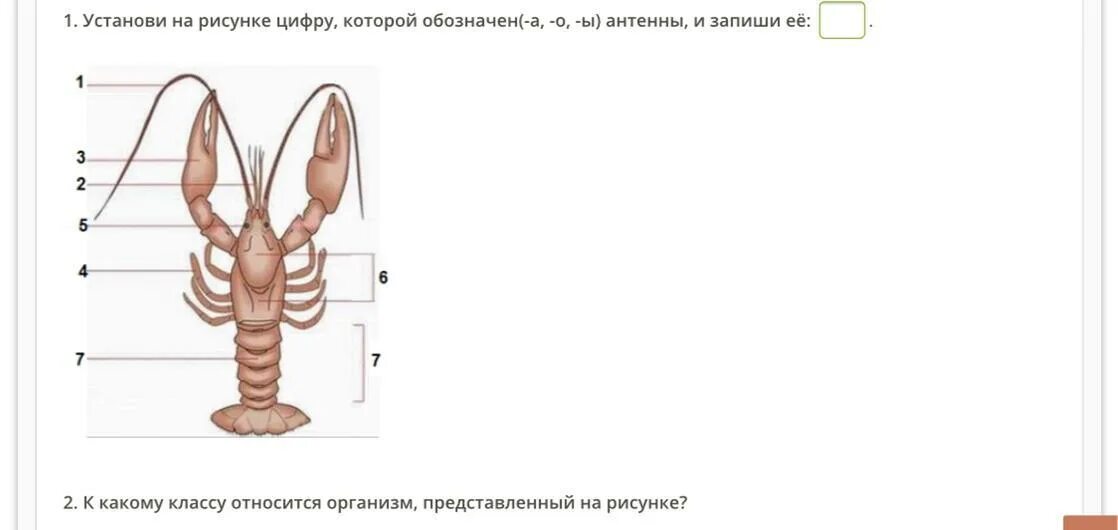 Установи на рисунке цифру которой обозначен