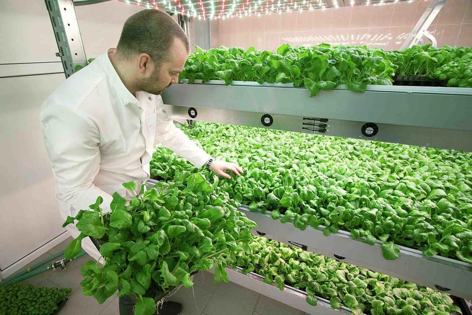 Условиям его можно выращивать. Гидропоника, аэропоника и аквапоника. Условиям его можно выращивать. Условиям его можно выращивать. Условиям его можно выращивать.