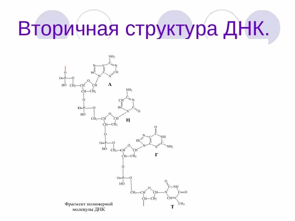 Молекула днк вторичная структура. Вторичная структура днк химия. вторичная структура днк биохимия формула. строение вторичной структуры днк. фрагмент молекулы днк вторичной структуры.