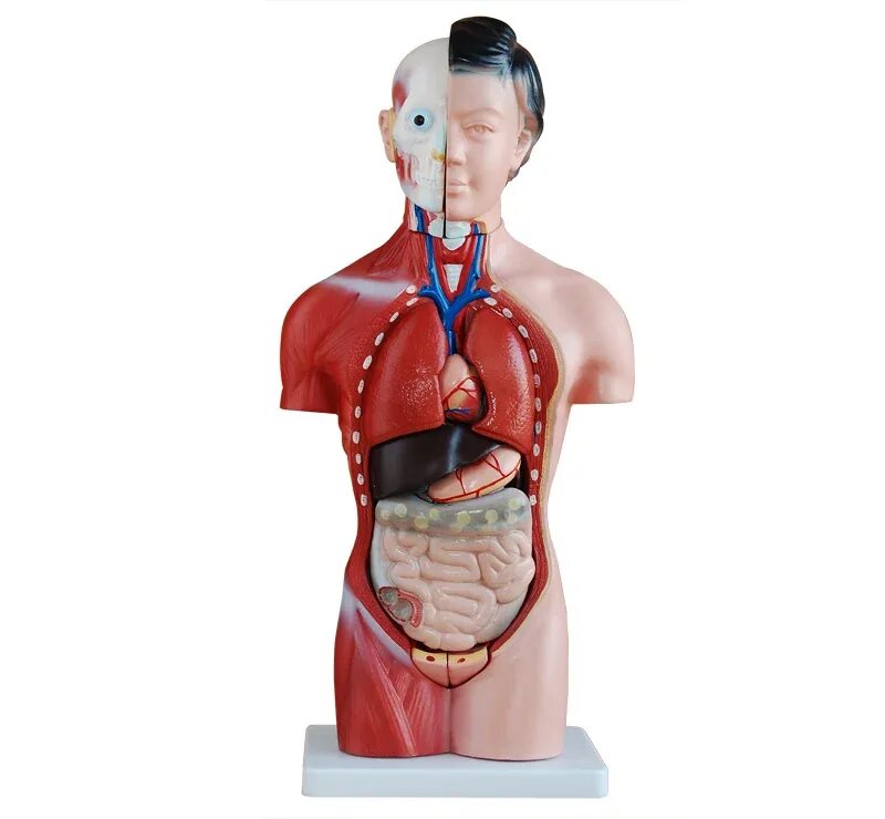 Organ купить. Макет "торс человека" 42 см. Анатомическая модель "торс человека 28 см". Анатомический набор "торс человека" edu Toys Human Anatomy model 50 см. Модель "торс человека" (разборная).