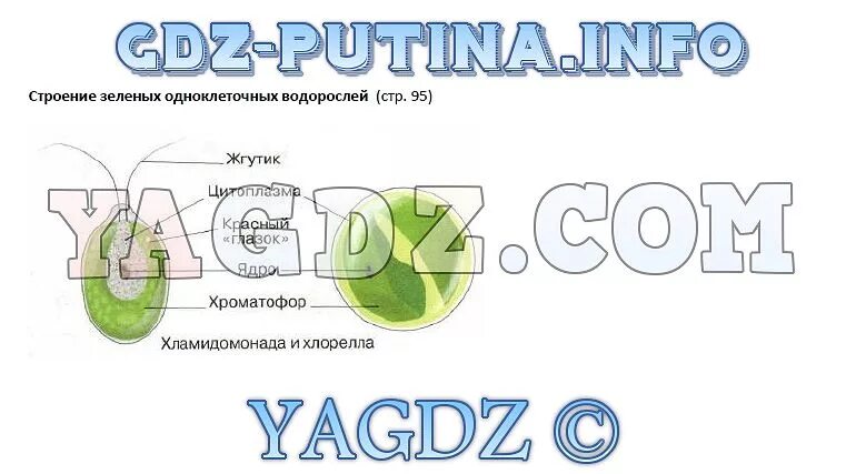 Биология 5 класс 2023 параграф 21. Биология 5 класс учебник Пасечник. Строение зеленых водорослей 5. Рисунки из учебника по биологии 5 класс. Учебник по биологии 5 класс Пасечник.