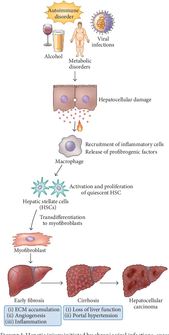 Повреждение клеток печени. Стволовые клетки печени. Понятие о стволовых клетках печени. Регенерация клеток печени.