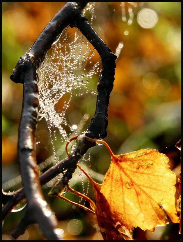 Запах листьев. Сitrus macroptera. Запах листьев осенью. Вечная осень. Запах лимона что дает.