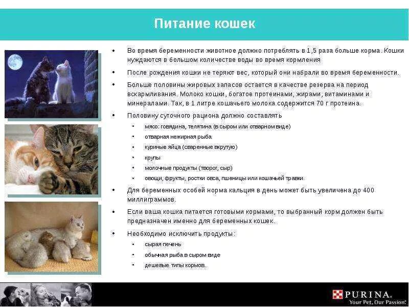 Кошка не кормит котят что делать. Питание кошек. Питание домашних кошек. Рацион питания кошки. Рекомендации по кормлению кошек.