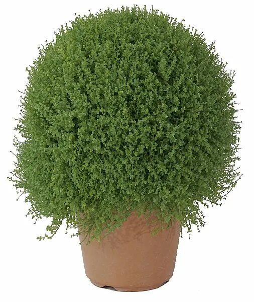 Стрижка самшита. Куст в горшке. Самшит буксус. Декоративный кустик в горшке. Самшит буксус.