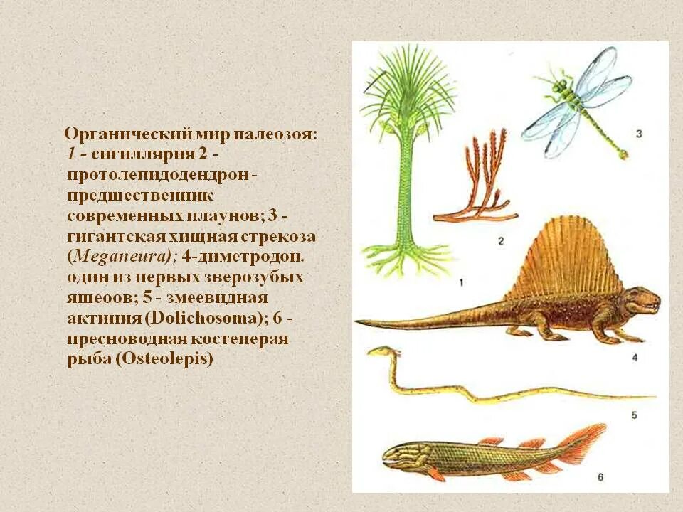 Палеозой сканворд. Палеозойская Эра животные и растения. Палеозойская Эра периоды растения и животные. Саговники Палеозойская Эра.