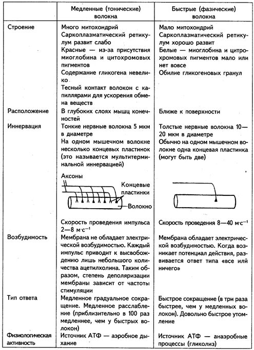 Заполните таблицу виды мышечных волокон медленные быстрые. Соотношение медленных и быстрых волокон в мышцах. медленные мышечные волокна и быстрые мышечные волокна. сравнение быстрых и медленных мышечных волокон. характеристика мышечного волокна.