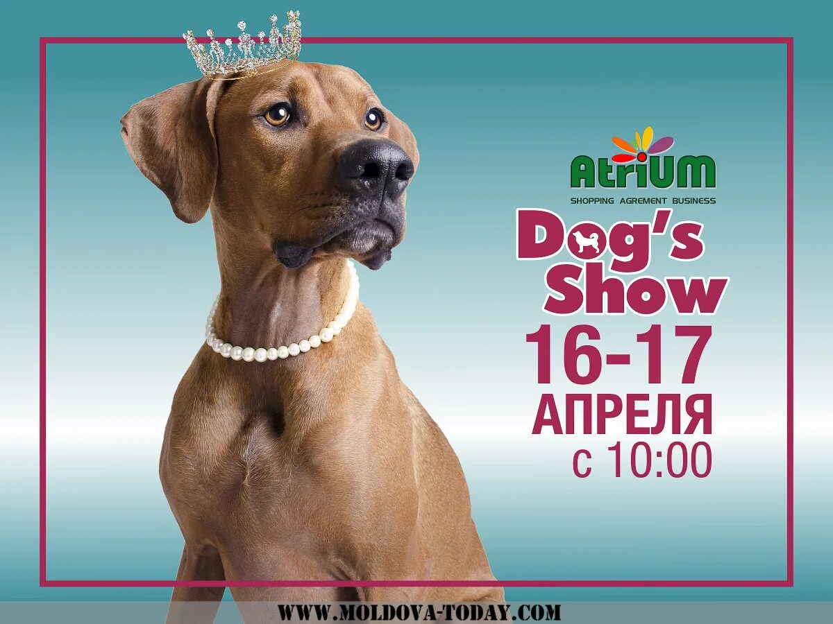 Выставка собак 7 апреля. Плакат выставка собак. Выставка собак листовка. Рекламный плакат про собаку. Выставка собак реклама.