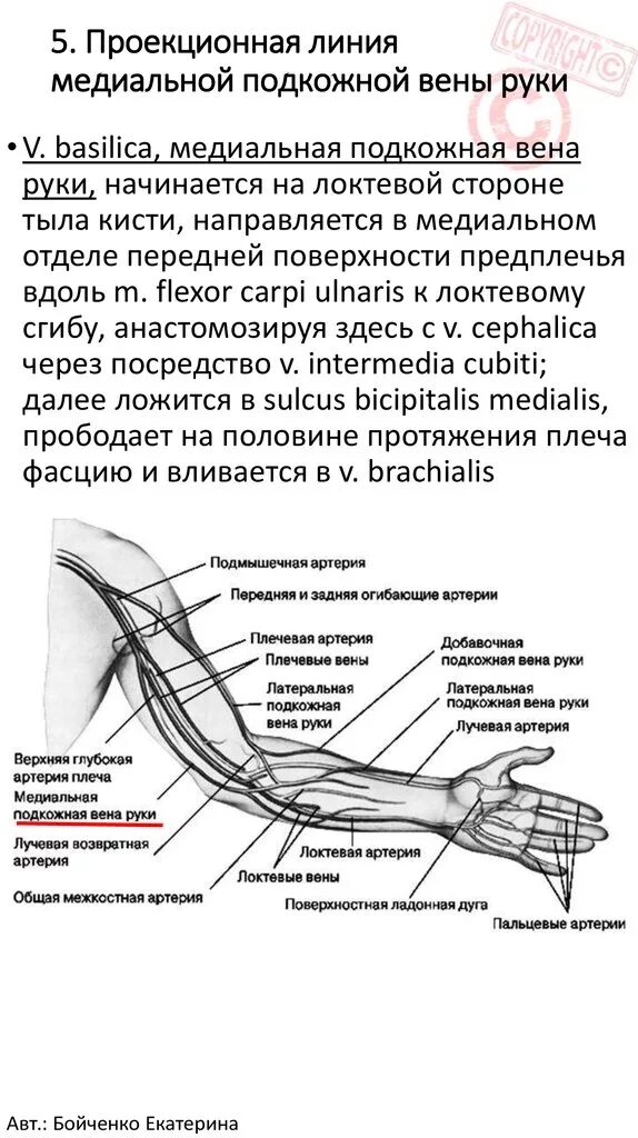 Проекция медиальной подкожной вены руки. Медиальная подкожная Вена руки проекция. Латеральная подкожная Вена руки проекция. Медиальная подкожная Вена руки впадает. Локтевой изгиб