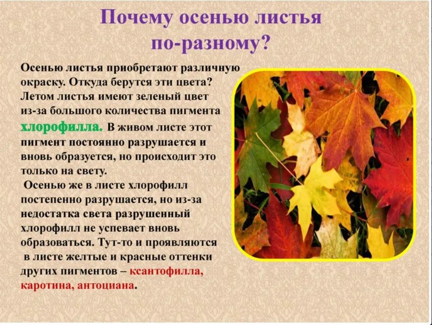 Какое чувство осени вызывает. Осенняя окраска листьев. Изменение окраски листьев осенью. Почему листья меняют цвет осенью. Причины изменения окраски листьев.