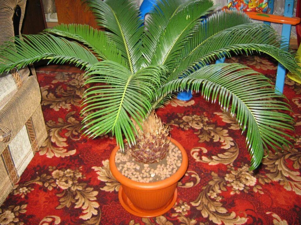 Цикас королевский. Финиковая пальма цикас. Пальма цикас. Финиковая пальма цикас. Цикас пересадка.