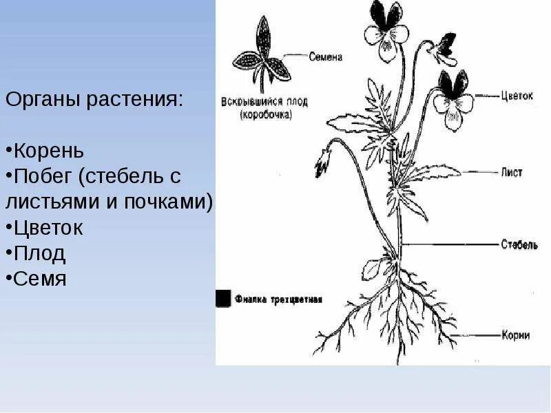 Строение покрытосеменных растений кратко. Строение цветковых покрытосеменных растений. строение покрытосеменного растения рисунок. схема строения покрытосеменных растений. покрытосеменные цветковые растения строение.