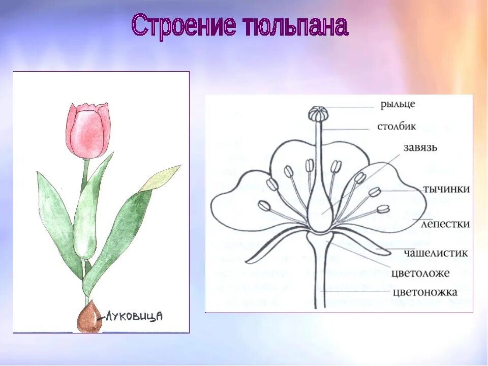 Изображение цветов 6 класс. Семейство Лилейные строение тюльпана. Строение цветка лилейных схема. Строение цветка лилейных. Строение цветка тюльпана схема.