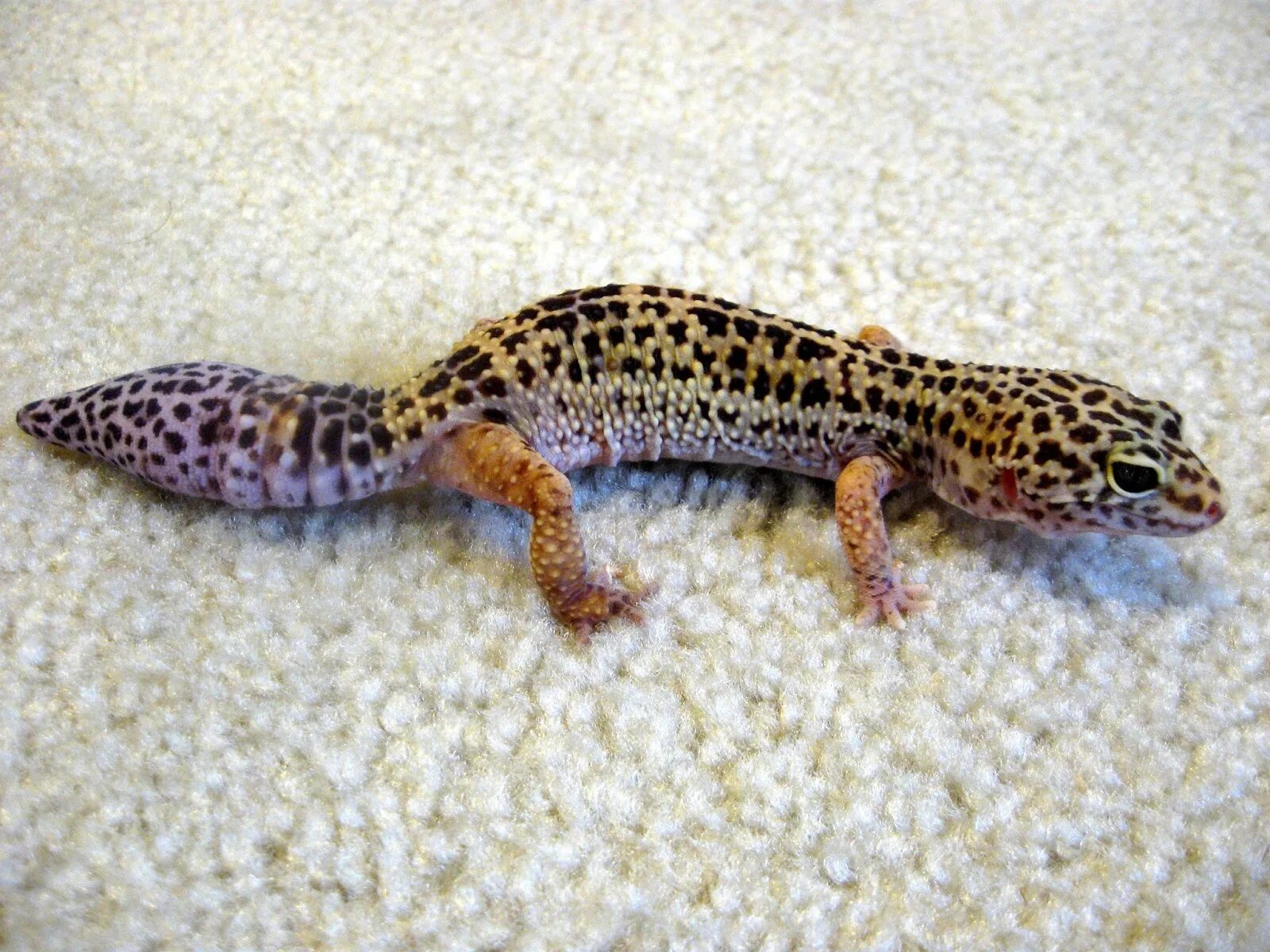 У ящерицы отрастает. Леопардовый эублефар. Эублефар Leopard Gecko. Эублефар полосатый. Геккон пятнистый эублефар.