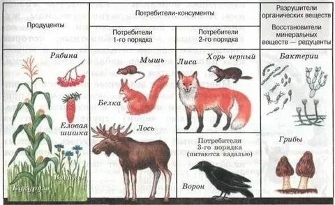 Редуценты примеры организмов